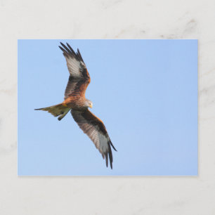 Cartão Postal Cartão-postal Red Kite