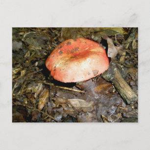 Cartão Postal Cartão-postal Red Mushroom