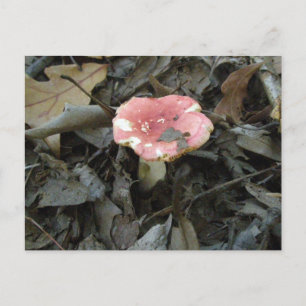 Cartão Postal Cartão-postal Red Mushroom