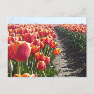 Cartão Postal Cartão-postal Red Orange Tulipes DIY