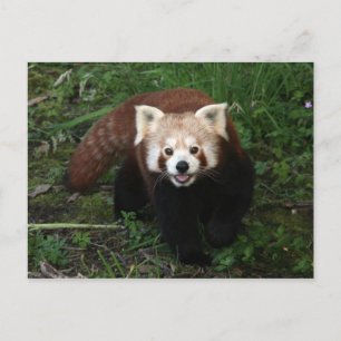Cartão Postal Cartão-postal Red Panda