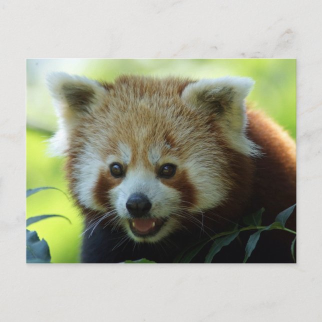 Cartão Postal Cartão-postal Red Panda Bear (Frente)