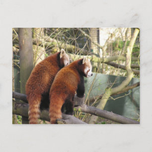Cartão Postal Cartão-postal Red Pandas