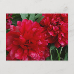 Cartão Postal Cartão-postal Red Peony Foto