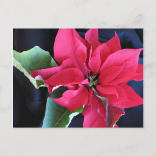 Cartão Postal Cartão-postal Red Poinsettia