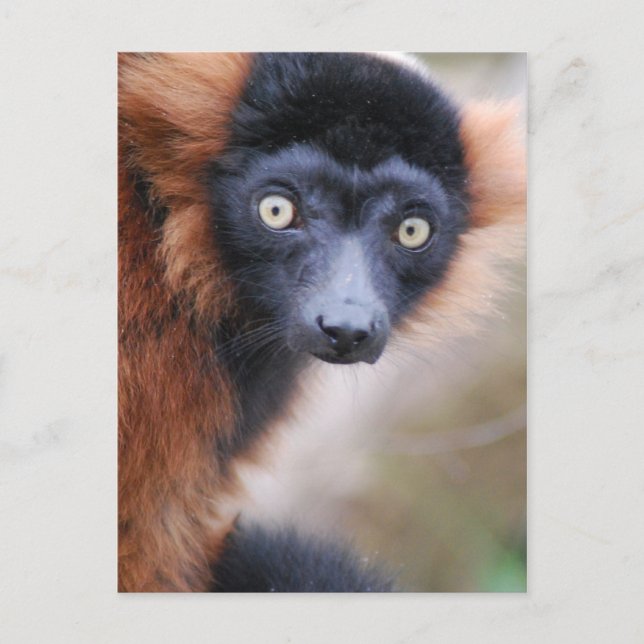 Cartão Postal Cartão-postal Red Ruffed Lemur (Frente)