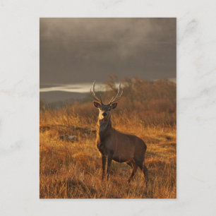 Cartão Postal Cartão-postal Red Stag