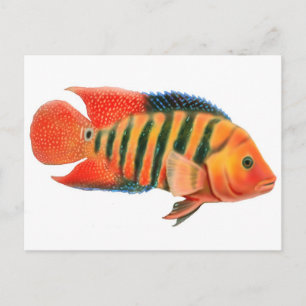 Cartão Postal Cartão-postal Red Terror Cichlid