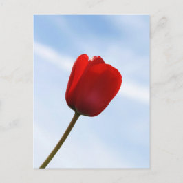 Cartão Postal Cartão-postal Red Tulip