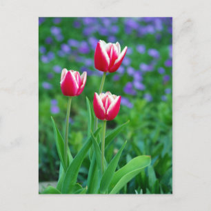 Cartão Postal Cartão-postal Red Tulips