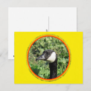 Cartão Postal Cartão-postal - Retrato de ganso