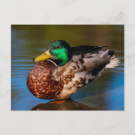 Cartão Postal Cartão-postal Retrato Mallard