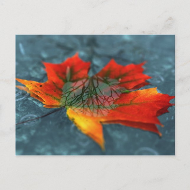 Cartão Postal Cartão-postal Retroreflection (Frente)