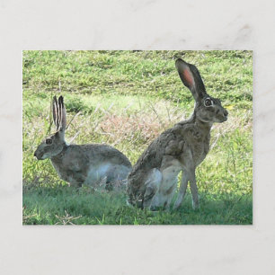 Cartão Postal Cartão-postal RHC