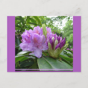 Cartão Postal Cartão-postal Rhododendron Roxo