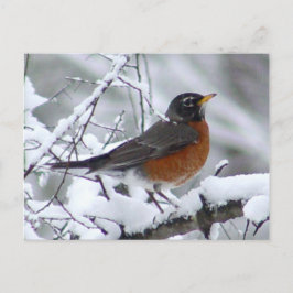 Cartão Postal Cartão-postal Robin Bird Americano