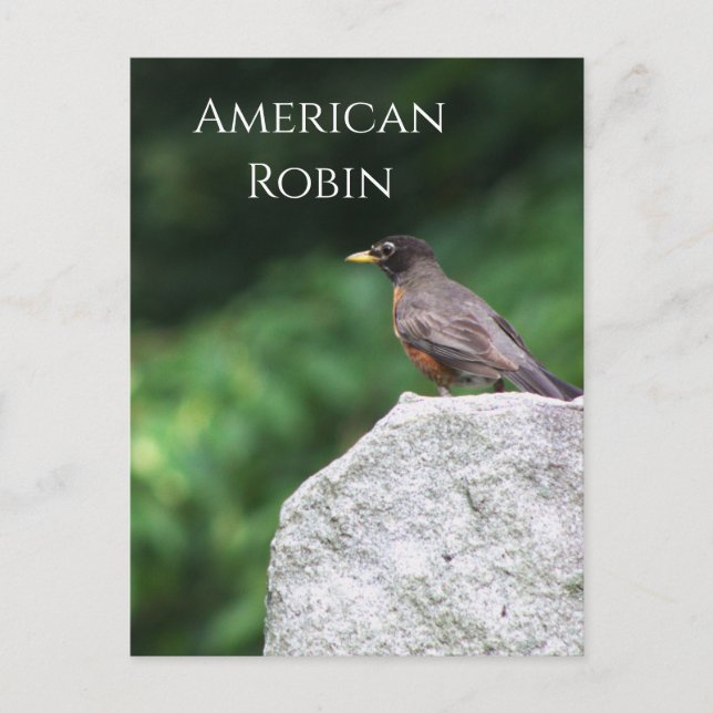 Cartão Postal Cartão-postal Robin Bird Americano (Frente)