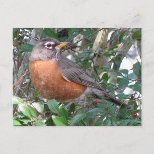 Cartão Postal Cartão-postal Robin de inverno