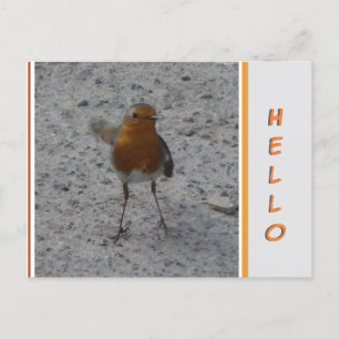 Cartão Postal Cartão-postal Robin HELLO