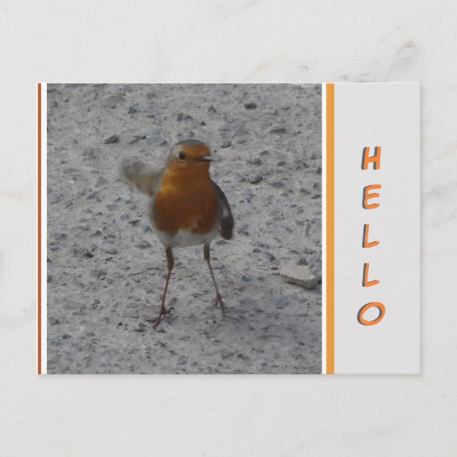 Cartão Postal Cartão-postal Robin HELLO (Frente)