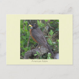 Cartão Postal Cartão-postal Robin Photo