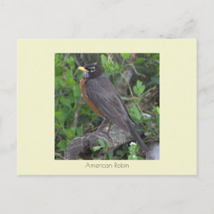 Cartão Postal Cartão-postal Robin Photo