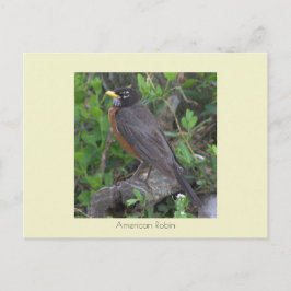 Cartão Postal Cartão-postal Robin Photo
