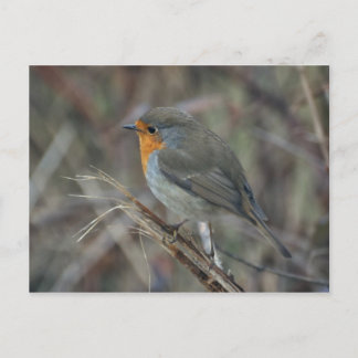 Cartão Postal Cartão-postal Robin Rebreast