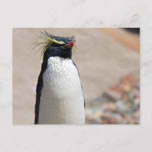 Cartão Postal Cartão-postal Rockhopper Penguin