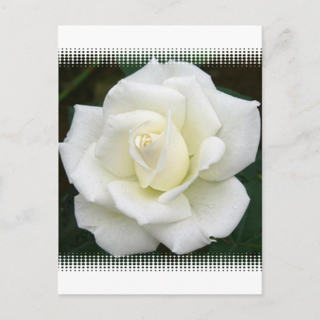 Cartão Postal Cartão-postal rosa (Frente)