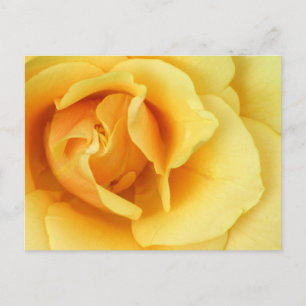 Cartão Postal Cartão-postal Rosa Amarelo