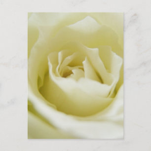 Cartão Postal Cartão-postal Rosa Branco