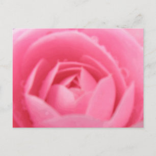 Cartão Postal Cartão-postal Rosa Camellia