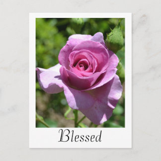 Cartão Postal Cartão-postal Rosa de Blessings