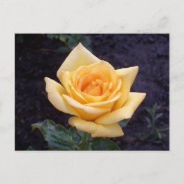 Cartão Postal Cartão-postal Rosa de Verão Amarelo
