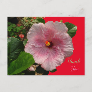 Cartão Postal Cartão-postal Rosa Hibiscus Obrigado