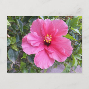 Cartão Postal Cartão-postal rosa Hibiscus, personalizar