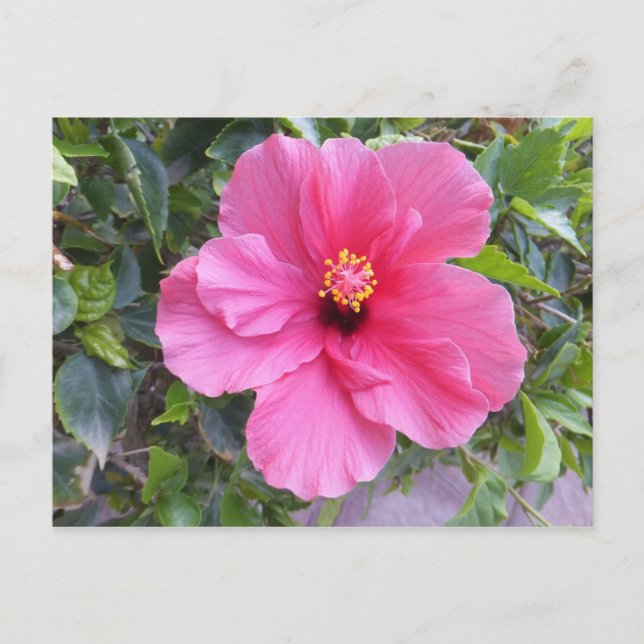 Cartão Postal Cartão-postal rosa Hibiscus, personalizar (Frente)