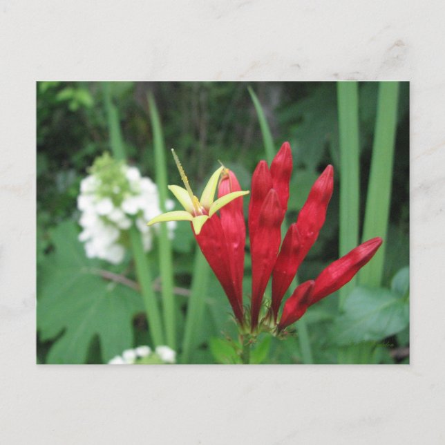 Cartão Postal Cartão-postal rosa indiano (Frente)