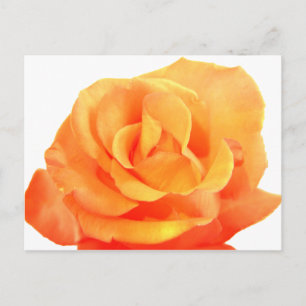 Cartão Postal Cartão-postal Rosa Laranja