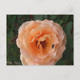Cartão Postal Cartão-postal Rosa Laranja