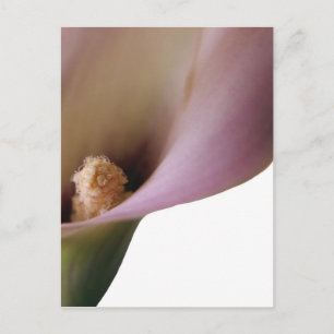 Cartão Postal Cartão-postal rosa Lilly