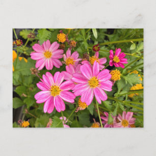 Cartão Postal Cartão-postal rosa-margarida ©️ Diane Heller, 2023