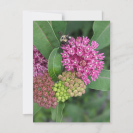 Cartão Postal Cartão-postal rosa Milkweed