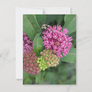 Cartão Postal Cartão-postal rosa Milkweed