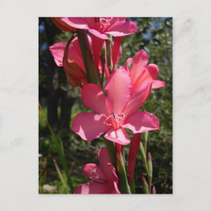 Cartão Postal Cartão-postal rosa-quente