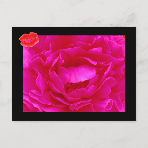 Cartão Postal Cartão-postal Rosa Rosa II Rosa Rosa Rosa Rosa Ros