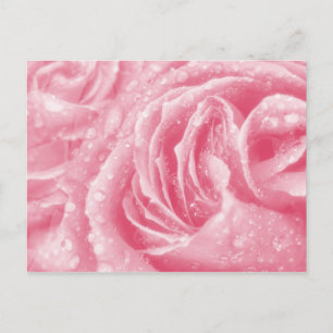 Cartão Postal Cartão-postal Rosa Rosa Rosa Cinza Estimulante