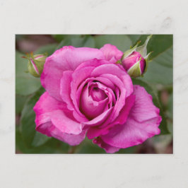 Cartão Postal Cartão-postal Rosa Rosa Rosa Rosa rosa Design