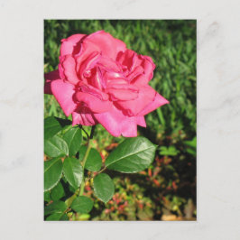 Cartão Postal Cartão-postal Rosa Rosa Rosa Rosa Rosa Rosa, perso